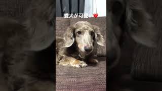 愛犬