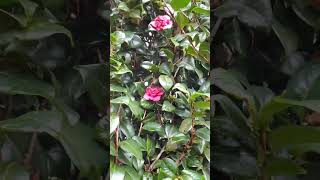 This ain't a rose but a tea flower Camelia japonica- මේක රෝස මලක් වගේ උනාට රෝස නම් නෙමෙයි  තේ මලක්😍