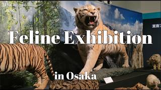 Feline Exhibition in Osaka | 特別展「ネコ」