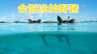 小岛变成了海鲜味野猪的世外桃源，野猪是怎么来的呢？