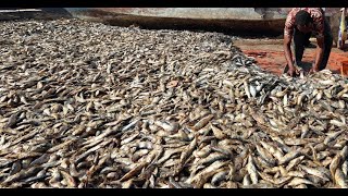 Fish Chakara | Chala Chakara| ചാള കൂട്ടത്തോടെ കരയിലേക്ക് വരുന്നു.