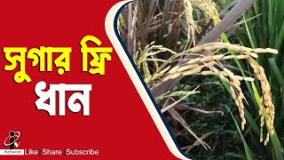 Sugar free Paddy: সুগার ফ্রি ধান চাষ করে তাক লাগিয়েছেন রানিতলার এক যুবক