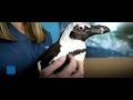 Purps the Penguin: Walking Again with a 3D Printed Boot