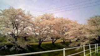 満開の桜の下で