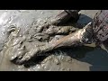 পুকুর সেচে মাছ ধরার দৃশ্য people catching big fish in a mud water pond by only hand ll fish hunting