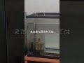 【白黒江戸錦】どうしても端っこで寝たい金魚 【パンダらんちゅう】 ranchu 白黒らんちゅう 江戸錦 60センチ水槽 金魚水槽 金魚