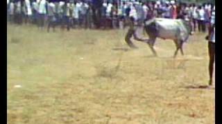 Sivagangai Jallikattu - 3