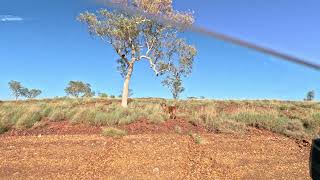 [호주여행🇦🇺] Wildlife Dingo 똥강아지같은 딩고 안녕