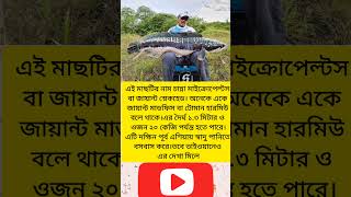 Giant Snakehead।  জায়ান্ট স্নেকহেড #fishing #viral #shortsviral