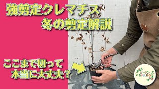 新枝咲きクレマチス【冬の剪定解説】