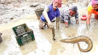 কাদা মাটি থেকে মাছ ধরা||হাত দিয়ে শিং মাছ ধরা|| Hand Fishing||Traditional hand fishing