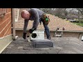 very protective mother raccoon runs for her baby raccoon removal from attic