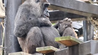 雨の日は母の側でまったりなキンタロウ⭐️ゴリラ Gorilla【京都市動物園】Kintaro spends a relaxing day near his mom on a rainy day.