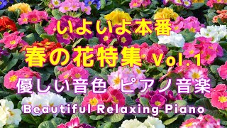 【BGM】🌸いよいよ本番 春の花特集 Vol.1 リラックス・ピアノ音楽🌸あなたの大切なかたに聴かせてあげたくなる優しい旋律🌸心地いいゆったり音楽 #リラックス #癒し #ヒーリング