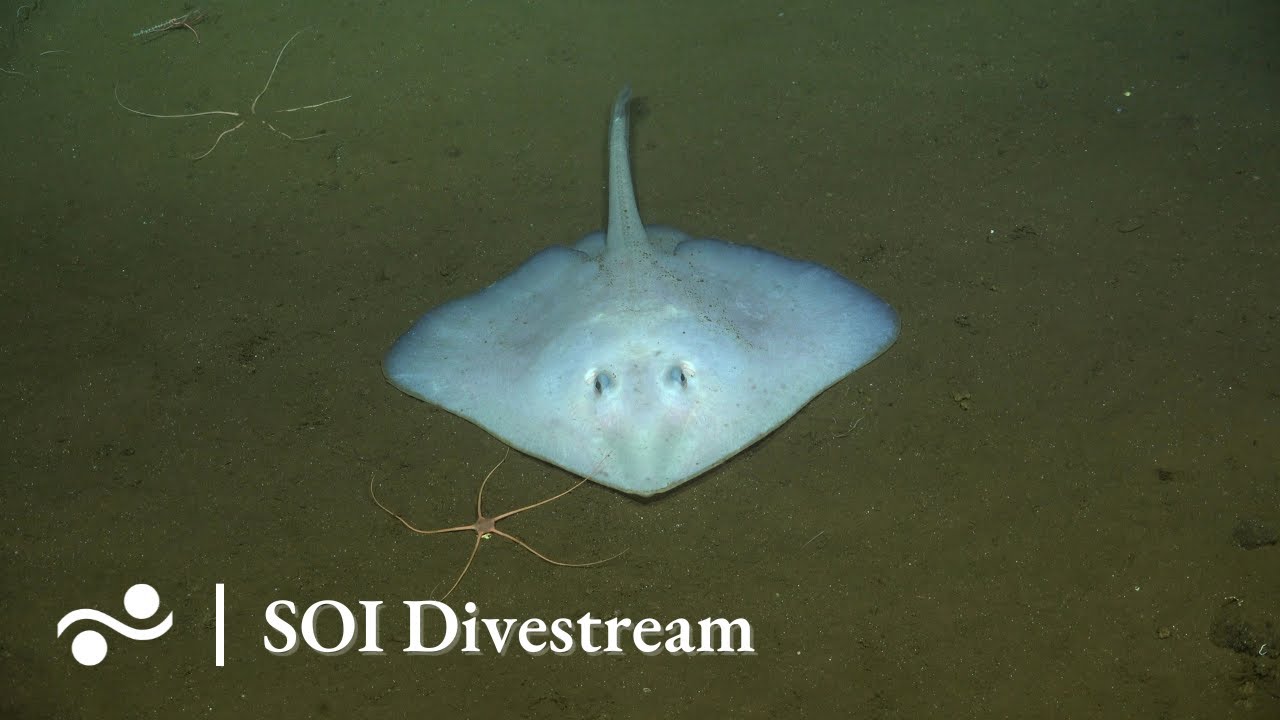 Return To Dorado Soi Divestream 630 Youtube