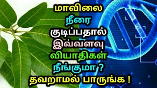 மாவிலை நீரை குடிப்பதால் இவ்வளவு வியாதிகள் நீங்குமா ? தவறாமல் பாருங்க ! Health tips | Mango leaves