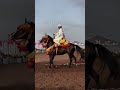 ❤️❤️ خيل اكسبلور تراث horse الخيل شعبي تيك_توك تيكتوك ترند حصان