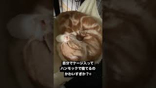 自らケージに入りハンモックに乗って寝てる子猫がかわいすぎる #shorts #癒し #猫