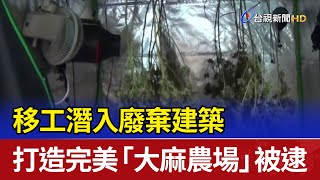 移工潛入廢棄建築 打造完美「大麻農場」被逮