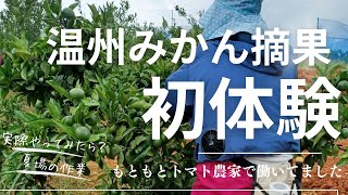 農業女子　みかん農家　初体験　実際やって　パートさんに感想を聞いてみた　三ヶ日みかん　陽だまりファーム　みかんちゃんねる　静岡　浜松　うさぎ　剪定　栄養　ガツンと　インタビュー　農業アルバイト