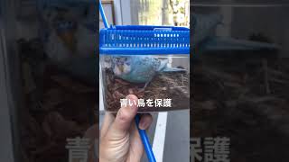 #不明鳥　#不明インコ　突然遭遇した青い鳥を保護することに。カブトムシ採取の帰宅中での出来事。たまたま、その日は収穫なしで虫かごは空いていた…