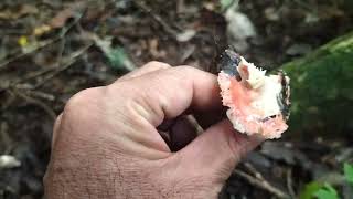 昨日の畑イベントありがとうございました😊今日はのんびりきのこ狩り🍄•᎑•🍄