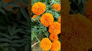 Beautiful Marigold Flowers 💮💮💮💮