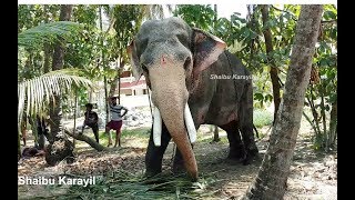 ഐരാവതപ്രിയൻ​!!! | കുറുപ്പത്ത് ശിവ ശങ്കരൻ | KURUPATH SIVASANKARAN ELEPHANT