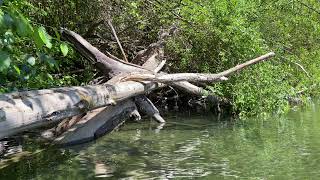 Kayaking on the Eel River (Humboldt county, California 05/27/21) 4K
