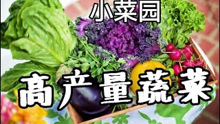 阳台盆栽蔬菜种植