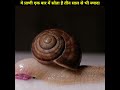 snail amazing fact समुद्री घोंघा एक बार में कितने दिन तक सोते है shorts