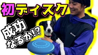 【ワクドキ】子犬がディスクに出会った！ディスク(フリスビー)が好きになる過程はドキドキワクワク