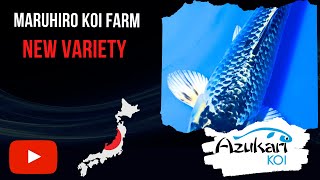 Maruhiro Koi Farm - New Koi Variety (With New Name)