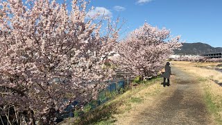 南足柄の春めき桜-2021