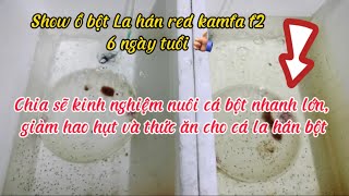 Show ổ Cá La hán bột red kamfa f2 | Chia sẽ kinh nghiệm nuôi cá bột nhanh lớn và thức ăn cho cá bột