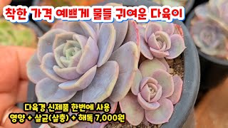 다육이를부탁해(4) #러블리로즈 물들어 예쁜 착한가격 맘껏 힐링하세요 ~ 몽환여왕 블루써프라이즈 마르쉘 사과꽃 핑크스파 레드벨벳 줄리아나 칠복수