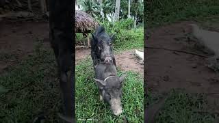 Wild boar mating#asmr #trending #shortvideo #amazing