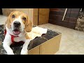 how to potty train your beagle in 7 days