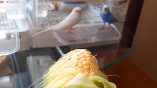 初めて生のトウモロコシを食べるインコ。