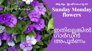 Sunday Monday Flower, Brunfelsia latifolia | Yesterday Today and Tommorrow Plant care in malayalam