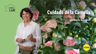 Cuidado de la Camelia 🌷🌹| El Jardín De Lidl | Lidl España