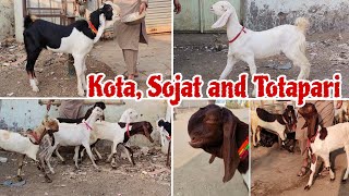 Quality Totapari, Sojat and Kota male at Malegaon Maharashtra