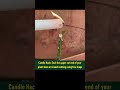 Candle Hack for Fast Rooting - Garden Hack #shorts #garden