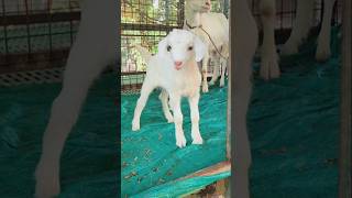 Cute Baby Goat | Goats World Kerala