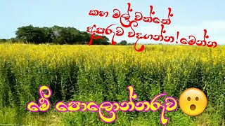 කහ මල් වත්ත දැක්කද😱 yellow flower garden full video#polonnaruwa#