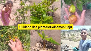 Colhemos Caju do Nosso quintal/ Molhamos as Plantas