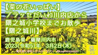 【【菜の花いっぱい】プラッセだいわ川内店から隈之城小学校までお散歩【隈之城川】鹿児島県　薩摩川内市　2023（令和5）年　3月2日(木)