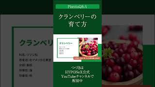 ☘288： 【Q\u0026A】クランベリーの育て方｜ハンギングで鑑賞するのもOK？水やりや肥料など、日々の管理もご紹介#Shorts