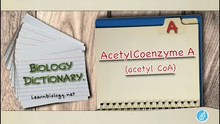 Biology Definitions | AcetylCoenzyme A (acetyl CoA) | Biology Dictionary | acetyl CoA