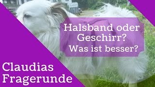 Geschirr oder Halsband? Claudias Fragerunde